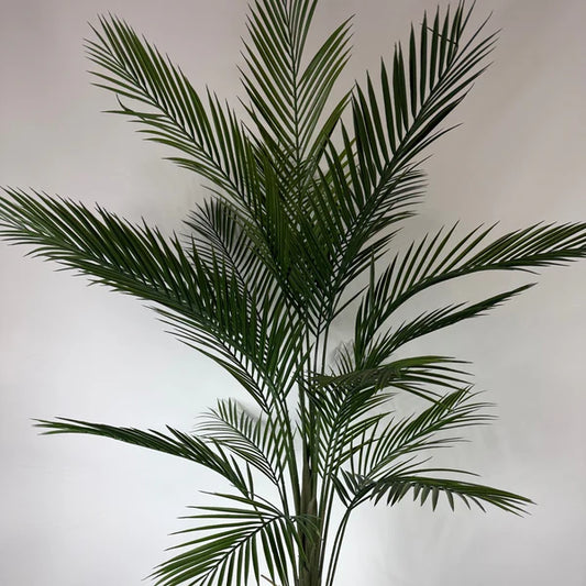 Kwai Palm