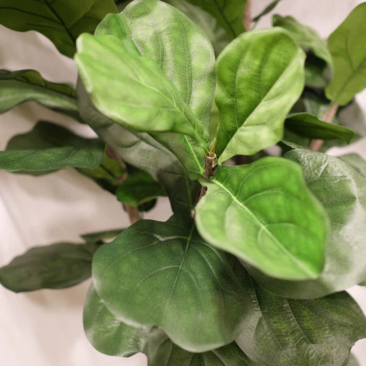 Close-up of a fiddle leaf fig plant with large green leaves.