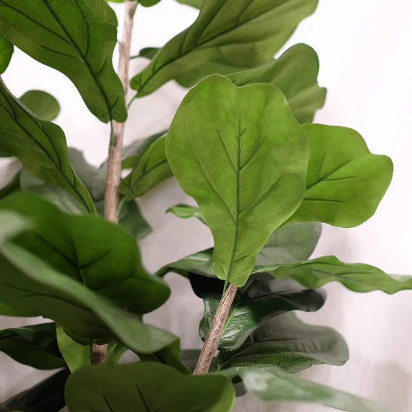 Close-up of a fiddle leaf fig plant with large green leaves on a white background