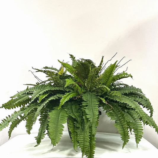 Boston Fern