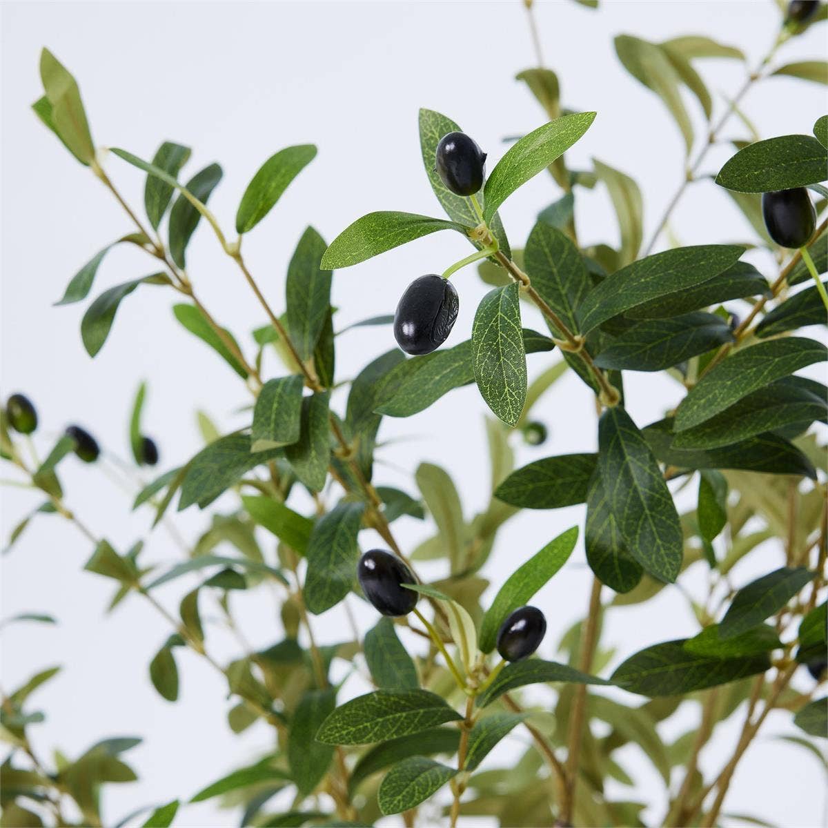 Close-up of an olive branch with black olives on a light green background