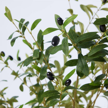 Close-up of an olive branch with black olives on a light green background