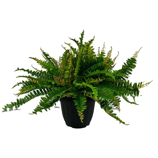 Triple Boston Fern