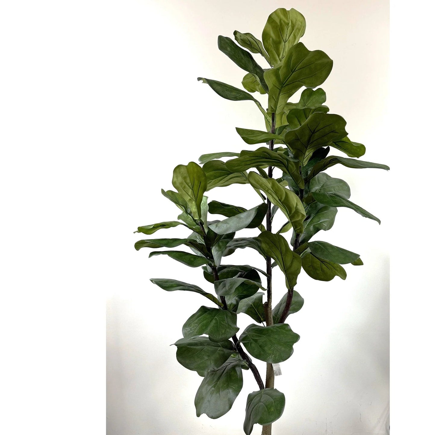 Fiddle Leaf Fig Tree